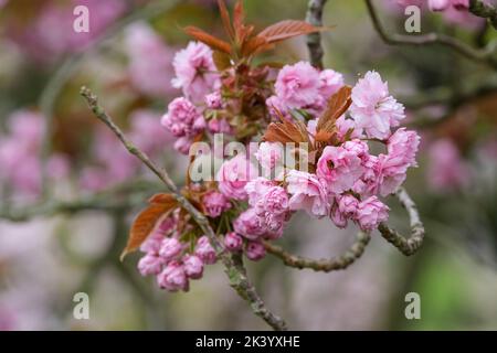 Prunus 'Kanzan', Prunus 'Sekiyama', Prunus serrulata 'Kanzan', jeune feuillage brun copéry de cerise 'Kanzan', fleurs doubles rose-violacé Banque D'Images