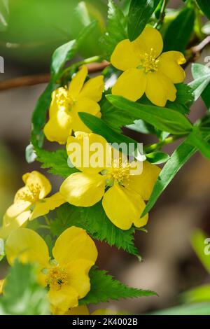 Kerria japonica 'Guinée dorée', rose japonaise 'Guinée dorée' 'Guinée dorée'. Arbuste à feuilles caduques avec fleurs jaunes vives Banque D'Images