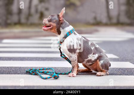 Chien français de bouledogue de Merle portant un collier avec corde de retriever laisse Banque D'Images