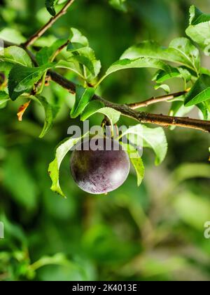 Prune mûre bleu foncé sur une branche d'arbre Banque D'Images