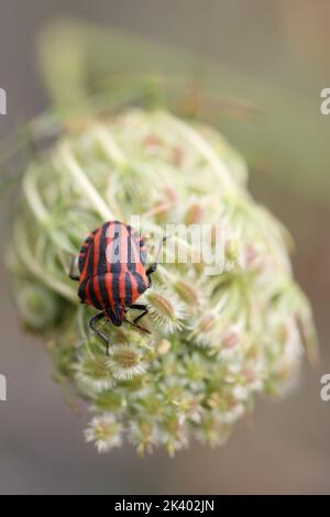 minsrel ou insecte rayé sur les graines d'une plante Banque D'Images