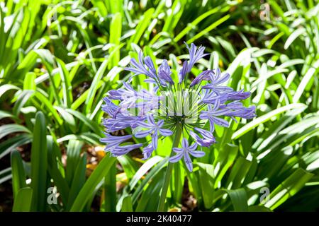 Blue Agapanthus aussi connu comme le Lily africaine en fleurs dans le jardin ensoleillé Banque D'Images