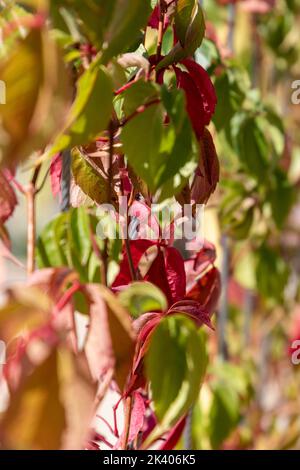 les feuilles de vigne vierge (Parthenocissus quinquefolia) se transforment en rouge au début de l'automne. Mise au point sélective Banque D'Images