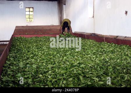 L'ouvrier vérifie les feuilles de thé sur une machine où le thé est séparé par la taille et la couleur à l'usine et l'ouvrier répand les feuilles de thé pour sécher dans une usine de traitement du thé à 28 septembre 2022 à Sreemangal, au Bangladesh. Photo de Habibur Rahman/ABACAPRESS.COM Banque D'Images