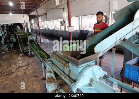 L'ouvrier vérifie les feuilles de thé sur une machine où le thé est séparé par la taille et la couleur à l'usine et l'ouvrier répand les feuilles de thé pour sécher dans une usine de traitement du thé à 28 septembre 2022 à Sreemangal, au Bangladesh. Photo de Habibur Rahman/ABACAPRESS.COM Banque D'Images