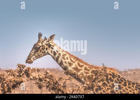 Une girafe paître dans le cratère de Ngororo, Tanzanie Banque D'Images