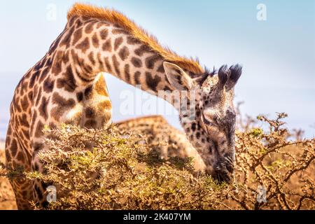 Une girafe paître dans le cratère de Ngororo, Tanzanie Banque D'Images