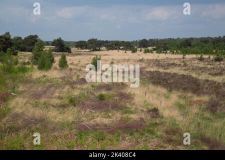 Paysage typique du parc national hollandais de Groote Peel, Nederweert, Limburg, pays-Bas Banque D'Images