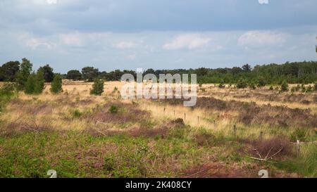 Paysage typique du parc national hollandais de Groote Peel, Nederweert, Limburg, pays-Bas Banque D'Images