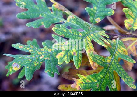 Feuilles automnales de Quercus pyrenaica, communément connu sous le nom de chêne pyrénéen Banque D'Images
