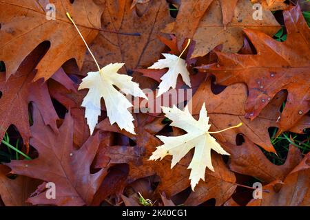 Feuilles d'érable (Acer saccharinum) sur les feuilles de chêne tombées sur le sol Banque D'Images
