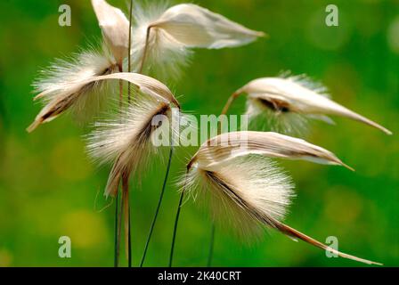 Allergie au pollen. Graminées (famille des Poaceae ou des Gramineae) en fleurs avec pollen Banque D'Images