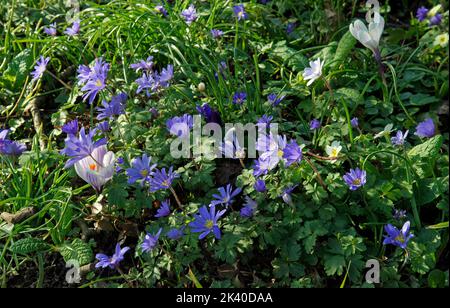 Fleurs au printemps (fleurs de Crocus, Anemone blanda (bulbe, Ranunculaceae) dans un jardin au printemps (potager de Suzanne). Banque D'Images