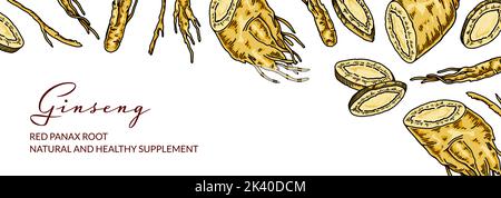 Ginseng design horizontal coloré. Illustration vectorielle botanique dessinée à la main dans un style d'esquisse. Peut être utilisé pour l'emballage, l'étiquette, le badge. Plantes médicinales Illustration de Vecteur