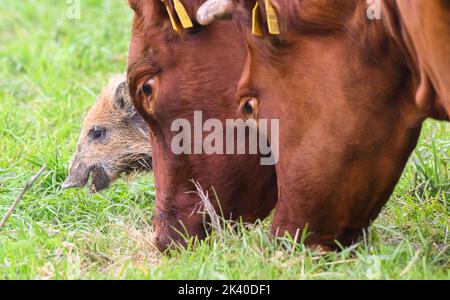 29 septembre 2022, Basse-Saxe, Brevörde-grave: Le sanglier 'Frida' mange près de deux vaches sur un pâturage près de la rivière Weser dans le district de Holzminden. Il y a quelques semaines, le sanglier frais s'est joint à un troupeau de bovins rouges de la ferme biologique familiale Stapel, dans la tombe près de Brevörde. Photo: Julian Stratenschulte/dpa Banque D'Images