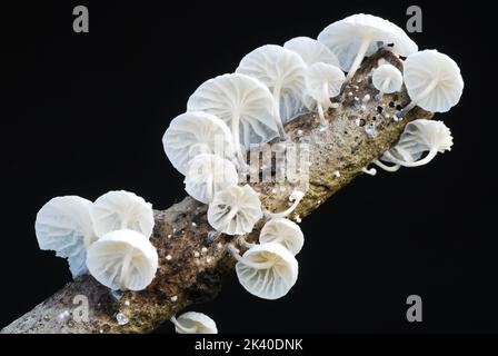 Marasmiellus candidus, champignon qui pousse sur des branches mortes Banque D'Images