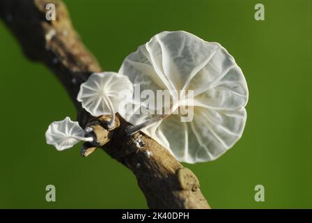 Marasmiellus candidus, champignon qui pousse sur des branches mortes Banque D'Images