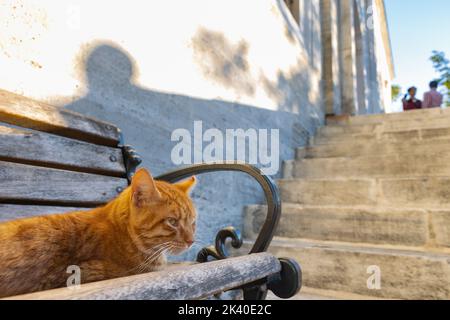 Un chat errant assis sur un banc dans le jardin d'une mosquée à Istanbul. Photo de fond de la culture turque. Chats errants d'Istanbul. Banque D'Images