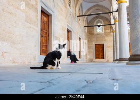 Chat errant dans une mosquée. Photo de fond de la culture turque. Photos de fond de chats isolés d'Istanbul. Banque D'Images