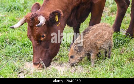 29 septembre 2022, Basse-Saxe, Brevörde-grave: Le sanglier 'Frida' mange à côté des vaches dans un pâturage sur la rivière Weser dans le district de Holzminden. Il y a quelques semaines, le sanglier frais s'est joint à un troupeau de bovins rouges de la ferme biologique familiale Stapel, dans la tombe près de Brevörde. Photo: Julian Stratenschulte/dpa Banque D'Images