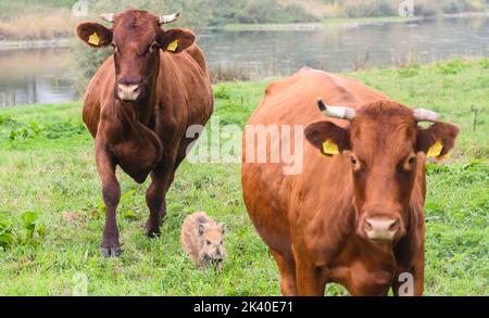 29 septembre 2022, Basse-Saxe, Brevörde-grave: Le sanglier 'Frida' court entre deux vaches sur un pâturage sur le Weser dans le district de Holzminden. Il y a quelques semaines, le sanglier frais s'est joint à un troupeau de bovins rouges de la ferme biologique familiale Stapel, dans la tombe près de Brevörde. Photo: Julian Stratenschulte/dpa Banque D'Images
