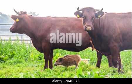 29 septembre 2022, Basse-Saxe, Brevörde-grave: Le sanglier 'Frida' mange entre deux vaches dans un pâturage sur le Weser dans le district de Holzminden. Il y a quelques semaines, le sanglier frais s'est joint à un troupeau de bovins rouges de la ferme biologique familiale Stapel, dans la tombe près de Brevörde. Photo: Julian Stratenschulte/dpa Banque D'Images