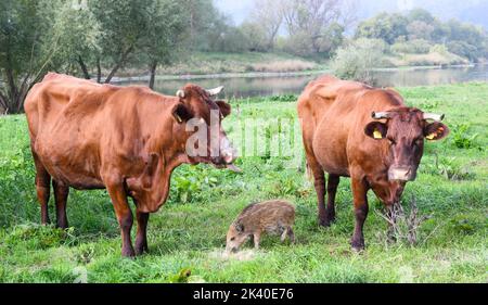 29 septembre 2022, Basse-Saxe, Brevörde-grave: Le sanglier 'Frida' mange entre les vaches dans un pâturage sur le Weser dans le district de Holzminden. Il y a quelques semaines, le sanglier frais s'est joint à un troupeau de bovins rouges de la ferme biologique familiale Stapel, dans la tombe près de Brevörde. Photo: Julian Stratenschulte/dpa Banque D'Images