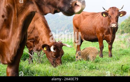 29 septembre 2022, Basse-Saxe, Brevörde-grave: Le sanglier 'Frida' mange entre les vaches dans un pâturage sur le Weser dans le district de Holzminden. Il y a quelques semaines, le sanglier frais s'est joint à un troupeau de bovins rouges de la ferme biologique familiale Stapel, dans la tombe près de Brevörde. Photo: Julian Stratenschulte/dpa Banque D'Images