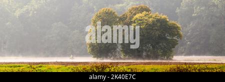 29 septembre 2022, Basse-Saxe, Brevörde : un cycliste se déplace le long de la rivière Weser dans le district de Holzminden dans un brouillard léger le matin. Photo: Julian Stratenschulte/dpa Banque D'Images