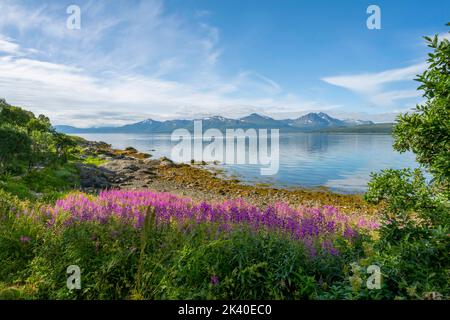 Fireweed, sally en fleurs, feuilles de saule de Rosebay, Grande herbe de saule (Epilobium angustifolium, Chamerion angustifolium), été norvégien près de Tromsoe Banque D'Images