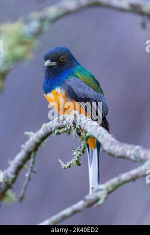 Surucua trogon (Trogon surrucura aurantius), homme, Brésil, Parc national d'Itatiaia Banque D'Images