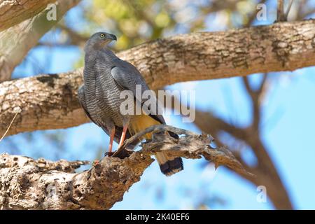 Crane hawk (Geranospiza caerulescens caerulescens), perchée sur une branche, Brésil, Pantanal Banque D'Images