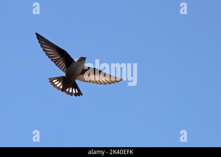 Crag martin (Ptyonoprogne rupestris, Hirundo rupestris), volant au ciel bleu au parc national de Monfrague, Espagne, Estrémadure, Parc national de Monfrague Banque D'Images