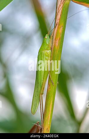 Une grosse tête de conée (Ruspolia nitidula, Conocephalus mandibularis, Homorocoryphus nitidulus), est assise sur une lame d'herbe, Allemagne Banque D'Images