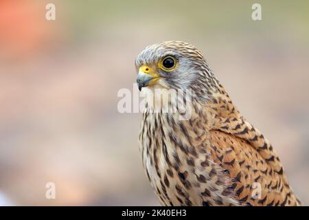 Petit kestrel (Falco naumanni), portrait d'une femme, Espagne, Estrémadure Banque D'Images