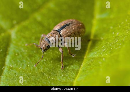 Nut Leaf Weevil (Strophosoma melanogrammum), se trouve sur une feuille, Allemagne Banque D'Images