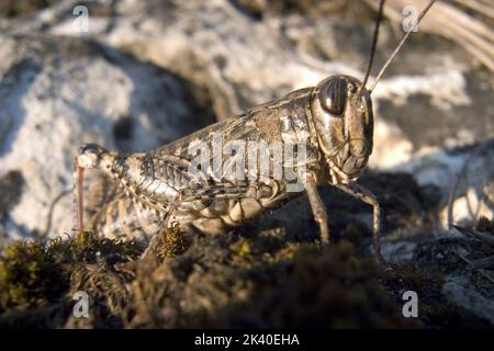 Locust italien (Callipamus italicus, Calliptenus cerisanus), portrait, Allemagne Banque D'Images