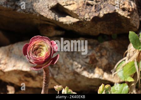 Pals Espagne juillet 2022 tête de fleur de jaune rouge Aeonium Arboreum succulent devant la formation de pierre rustique en plein soleil Banque D'Images