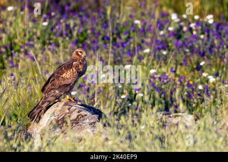 Harrier de montague (Circus pygargus), femelle perchée sur une pierre dans une jachère, Espagne, Estrémadure Banque D'Images
