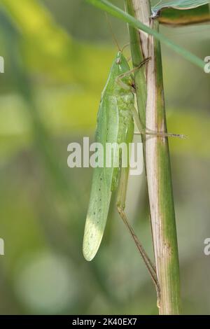 Une grosse tête de conée (Ruspolia nitidula, Conocephalus mandibularis, Homorocoryphus nitidulus), est assise sur une lame d'herbe, Allemagne Banque D'Images