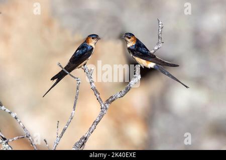 Hirondelles rouges (Hirundo daurica, Cecrosis daurica), deux hirondelles rouges perchées sur un arbre mort, Espagne, Estrémadure, Parc national de Monfrague Banque D'Images