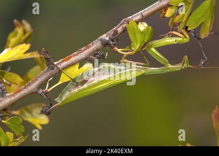 La mante prêyante européenne (Mantis religiosa), qui se cache derrière la proie, Allemagne Banque D'Images