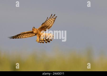 Harrier de montague (Circus pygargus), appels de femmes en vol, Espagne, Estrémadure Banque D'Images