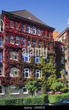 Boston ivy, super-réducteur japonais (Parthenocissus tricuspidata), escalade à une façade, Allemagne Banque D'Images