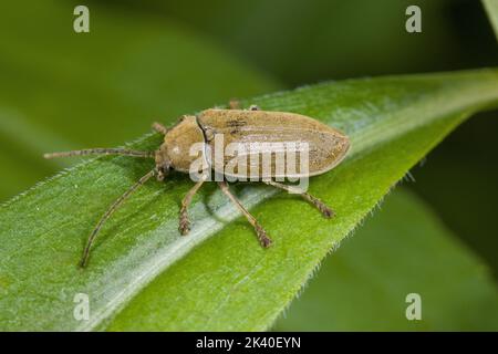 Orchid Beetle (Dascillus cervinus), se trouve sur une feuille, en Allemagne Banque D'Images