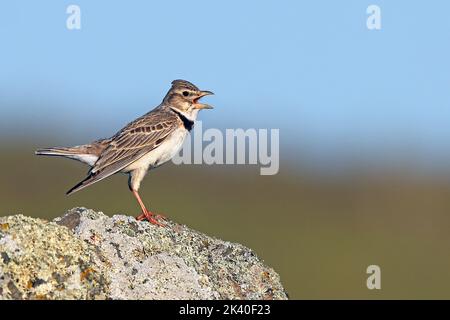 calandra lark (Melanocorypha calandra), homme chantant, Espagne, Estrémadure, la Serena Banque D'Images