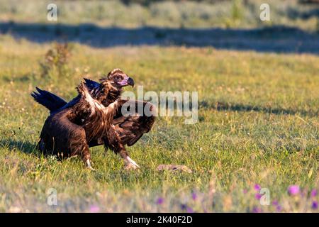 Vautour cinereux (Aegyppius monachus), marchant dans un pré dans un plumage juvénile , Espagne, Estrémadure, Sierra de San Pedro Banque D'Images