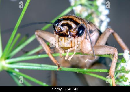 Cricket domestique, cricket domestique, cricket gris domestique (Afeta domesticus, Afeta domestica, Gryllulus domesticus), portrait, Allemagne Banque D'Images