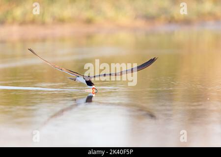 Skimmer noir (Rynchops niger), pêche, Brésil, Pantanal Banque D'Images