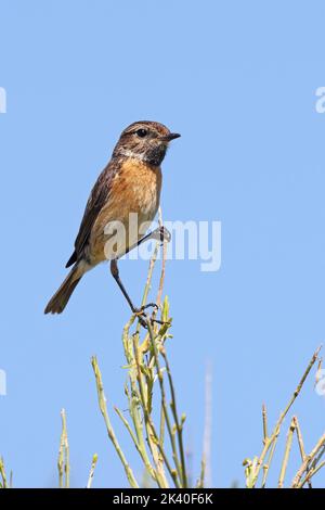 Commune de Stonechat (Saxicola rubicola, Saxicola torquata rubicola), femelle perchée sur un arbuste à balais, Espagne, Estrémadure, la Serena Banque D'Images